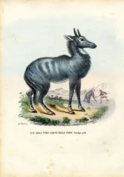 Nilgai, 1863-79